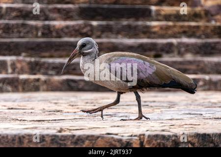 Hadada Ibis Vogel aus der Nähe zu Fuß gegen eine Mauer. Südafrika Stockfoto