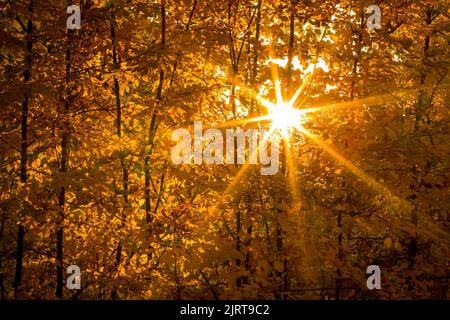 Herbstbäume - die Sonne am späten Nachmittag in Buchenblättern erzeugt einen Lichteffekt. HD Wallpaper, 4K warmen Hintergrund. Illustrative redaktionelle Inhalte - summe Stockfoto