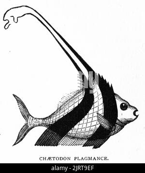 Stich von Chaetodon plagmance, aus Einer Reise im Sonnenstrahl von Baroness Anna 'Annie' Brassey (1839 – 1887), veröffentlicht 1878; moderner äquivalenter lateinischer Name ist unbekannt Stockfoto