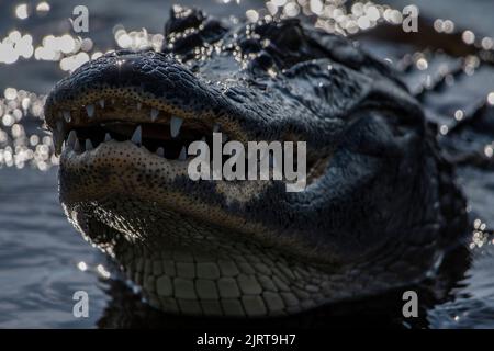 Eine Nahaufnahme eines gefährlichen Krokodils, das sich aus dem Wasser schleichen Stockfoto