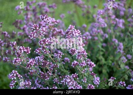 Oregano in schönen Blumenbeet, selektiver Fokus Stockfoto