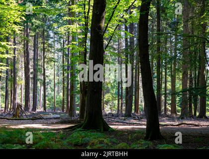 New Forest Woodland an einem sonnenbeschienenen Morgen im Sommer Stockfoto