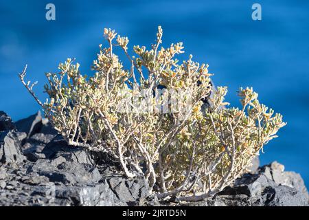 Arbusto suculento, autóctono de Islas Canarias y zonas de Noroeste de Africa. Planta costera, halófila y xerófila. Stockfoto