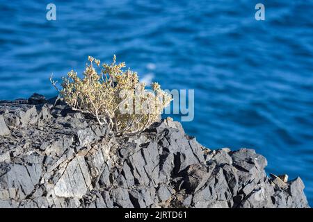 Arbusto suculento, autóctono de Islas Canarias y zonas de Noroeste de Africa. Planta costera, halófila y xerófila. Stockfoto