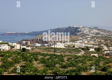 Assyrtiko - einheimische Weintraube auf dem Weinhof auf der Insel Santorini, Griechenland Stockfoto