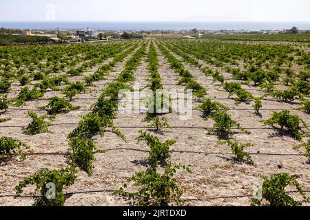Assyrtiko - einheimische Weintraube auf dem Weinhof auf der Insel Santorini, Griechenland Stockfoto
