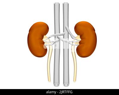 3D Darstellung der Anatomie der menschlichen Nieren (menschliche Organe) Stockfoto
