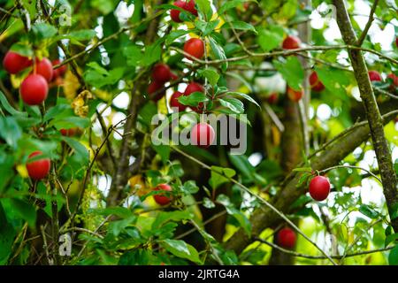 Rote Mirabelle prunus cerasifera im alten Land neben Hamburg Stockfoto