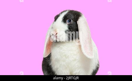 Kopfaufnahme eines schwarzen und weißen Hasen mit blauen Augen auf einem rosa Hintergrund Stockfoto