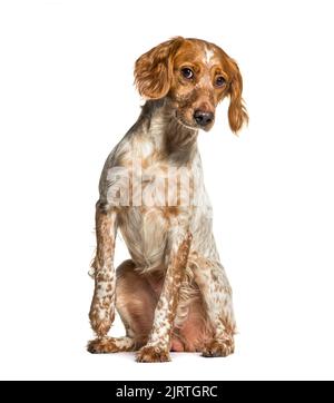 Brittany Hund sitzt vor einem weißen Hintergrund Stockfoto