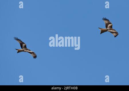 Ein erwachsener Roter Drachen (Milvus milvus) im Flug Stockfoto