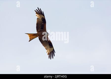 Ein erwachsener Roter Drachen (Milvus milvus) im Flug Stockfoto