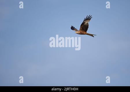 Ein erwachsener Roter Drachen (Milvus milvus) im Flug Stockfoto