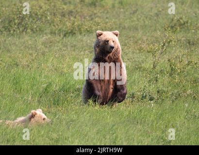 Auf einer Wiese im McNeil River State Game Sanctuary and Refuge sät ein alaskischer Braunbär, der auf seinen Hinterbeinen steht Stockfoto