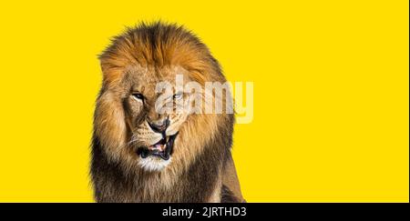 Löwe zieht an einem Gesicht, blickt auf die Kamera und zeigt ihre Zähne auf goldenem Hintergrund Stockfoto