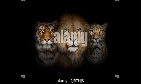 Große Katzen: Löwe, Tiger und Gefleckter Leopard, zusammen auf schwarzem Hintergrund Stockfoto
