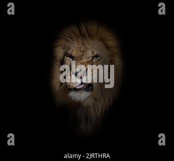Porträt eines männlichen erwachsenen Löwen, der ein Gesicht macht, das auf die Kamera schaut, Panthera leo, auf Schwarz Stockfoto