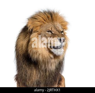 Verärgert erwachsenen männlichen Löwen machen ein lustiges Gesicht, isoliert auf weiß Stockfoto