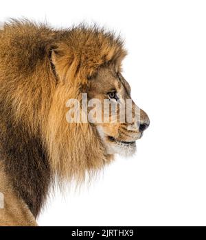 Seitenansicht Kopfaufnahme eines Löwenkopfes, isoliert auf Weiß Stockfoto