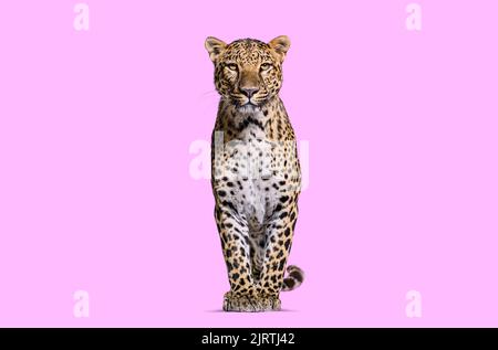 Gefleckter Leopard, der vor der Kamera auf einem rosa Hintergrund steht Stockfoto