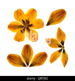 Trockene zarte gelbe, orange Blüten und Blütenblätter Tulpenperspektive Stockfoto