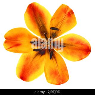 tulpenperspektive, trockene zarte gelbe, rote, orange Blüten und Blütenblätter isoliert auf weißem Hintergrund Scrapbook gepresst Stockfoto