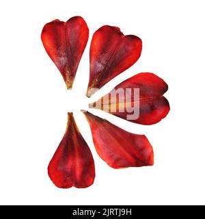 tulpenperspektive, trockene zarte gelbe, rote, orange Blüten und Blütenblätter isoliert auf weißem Hintergrund Scrapbook gepresst Stockfoto