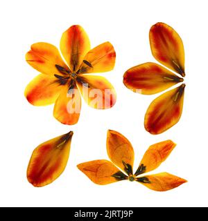 tulpenperspektive, trockene zarte gelbe, rote, orange Blüten und Blütenblätter isoliert auf weißem Hintergrund Scrapbook gepresst Stockfoto