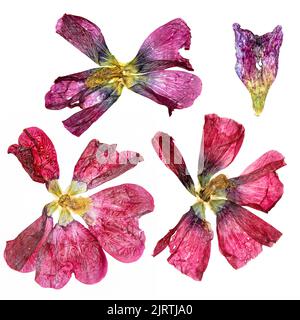 tulpenperspektive, trockene zarte rote, lila Blüten und Blütenblätter isoliert auf weißem Hintergrund Scrapbook gepresst Stockfoto