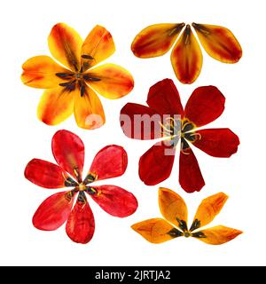 Set aus getrockneten gepressten Tulpen-Perspektive, trockene zarte gelbe, rote, orange Blüten und Blütenblätter isoliert auf weißem Scrapbook Hintergrund Stockfoto