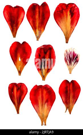 tulpenperspektive, trockene zarte gelbe, rote, orange Blüten und Blütenblätter isoliert auf weißem Hintergrund Scrapbook gepresst Stockfoto