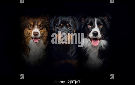 Gruppe von Hunden, Border Collie und Rottweiler, keuchend zusammen auf einem schwarzen Hintergrund Stockfoto