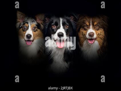 Gruppe von Hunden, Border Collie und Australian Shepherd, keuchend zusammen auf einem schwarzen Hintergrund Stockfoto