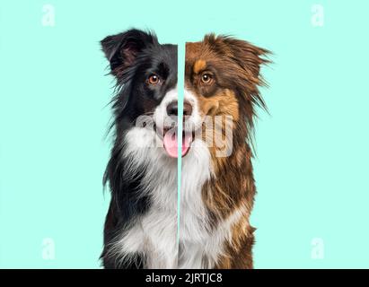 Vergleich zwischen schwarzem und weißem Border Collie und einem anderen roten dreifarbigen, Head Shot vor blauem Hintergrund Stockfoto