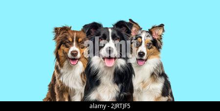 Gruppe von Hunden, Border Collie und Australian Shepherd, keuchend zusammen auf einem blauen Hintergrund Stockfoto