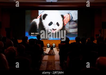 Washington, DC, USA. 24. August 2022. Besucher sehen sich einen Dokumentarfilm an der chinesischen Botschaft in den Vereinigten Staaten, in Washington, DC, USA, am 24. August 2022. Die chinesische Botschaft veranstaltete am Mittwochabend einen Empfang, um den 50.. Jahrestag der Ankunft der riesigen Pandas in den Vereinigten Staaten zu markieren. UM ES MIT dem Feature zu TUN: Der Wundergigant Panda schmilzt die Herzen in der Pandaversary-Nacht. Quelle: Ting Shen/Xinhua/Alamy Live News Stockfoto