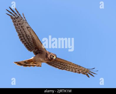 Ein Nordharrier sucht nach Beute Stockfoto