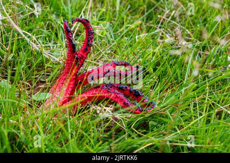 Der Pilz Clathrus archeri ist allgemein bekannt als der Oktopus stinkhorn oder die Teufelsfinger, hier im Dartmoor National Park, Devon, Großbritannien gesehen. Stockfoto