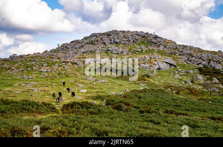 Blick auf Down Tor aus dem Westen, zeigt seinen felsigen Gipfel und eine kleine Gruppe von Dartmoor Ponys. Dartmoor-Nationalpark, Devon, Großbritannien. Stockfoto