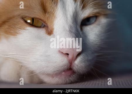 Katze Nahaufnahme Porträt von niedlichen weißen und gelben Fell mit zwei verschiedenen Augen Farben blau und gelb Stockfoto