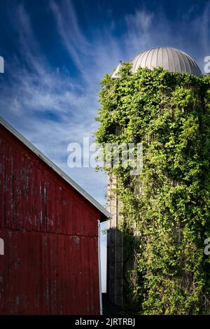 Eine Scheune steht neben einem mit Weinreben bedeckten Silo auf einem Bauernhof in der Nähe von Manitowoc, Wisconsin. Stockfoto