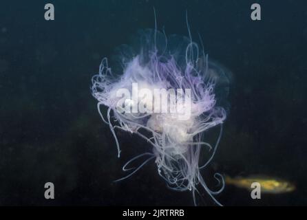 Blaue Quallen - Blaufeuerjellyfish (Cyanea lamarckii) Schwimmen Atlantik Schottland - Vereinigtes Königreich Stockfoto