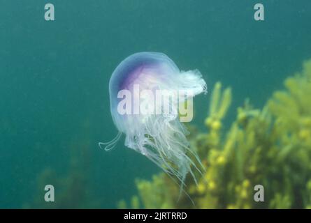 Blaue Quallen - Blaufeuerjellyfish (Cyanea lamarckii) Schwimmen Atlantik Schottland - Vereinigtes Königreich Stockfoto