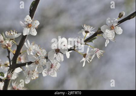 Pflaumenbaum (Prunus domestica) blüht im Frühjahr Belgien Stockfoto