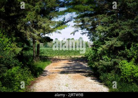 An einem Sommertag in der Nähe von Manitowoc, Wisconsin, führt eine kleine Straße zu einem sonnigen Kornfeld. Stockfoto