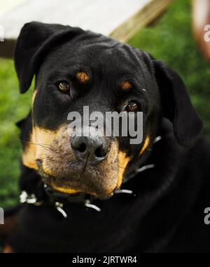 Eine schöne Aufnahme eines schwarzen Rottweiler, der die Kamera anstarrt Stockfoto