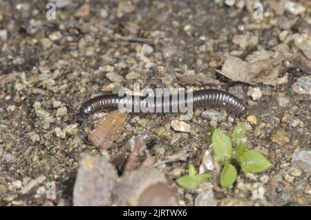 Weißbeinige Schlange Tausendfüßler - Schwarzer Tausendfüßler (Tachydopoiulus niger), der sich im Sommer auf dem Boden bewegt Aveyron - Frankreich Stockfoto