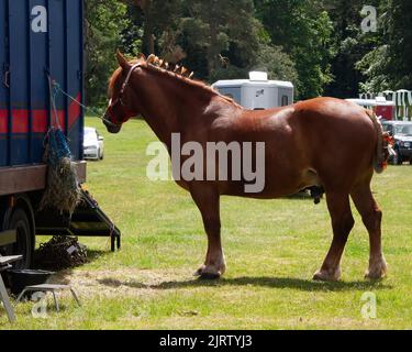 Das mächtige braun-braune Shire Suffolk Punch Pferd mit verzierten Band auf Mähne und Schwanz, Seitenansicht Stockfoto