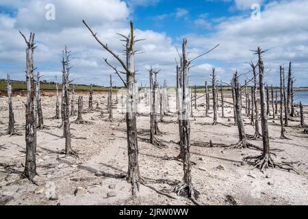 Ein Stand von alten toten Skelettbäumen, die durch fallende Wasserstände infolge schwerer Trockenheit im Colliford Lake Reservoir auf Bodmin Moor in C freigelegt wurden Stockfoto