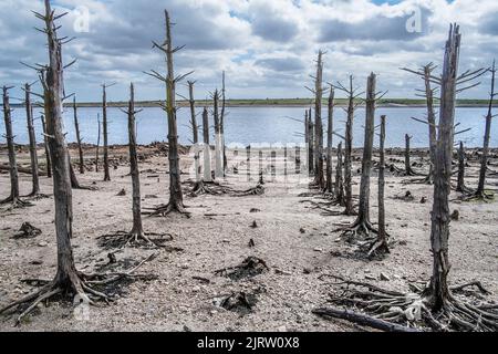 Ein Stand von alten toten Skelettbäumen, die durch fallende Wasserstände infolge schwerer Trockenheit im Colliford Lake Reservoir auf Bodmin Moor in C freigelegt wurden Stockfoto